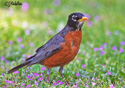 Turdus migratorius